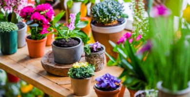 mesa de jardín rodeada de plantas en macetas y flores coloridas (1)